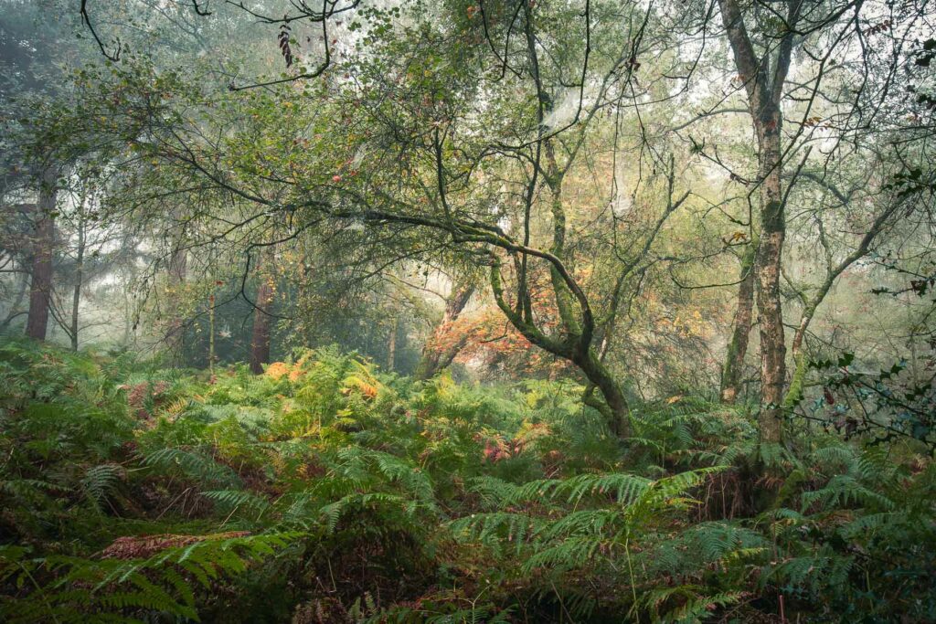 The Bowing Bough